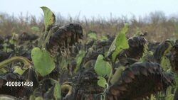 CLEAN : Europe rejects migrant quotas as Europe divided over crisis News Clip