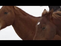 Slow motion of horses running. Stock Footage