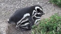 Breeding season for penguins in Argentina is major tourist draw Instructional Video