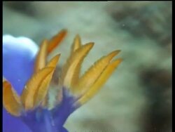 BCU orange Sea Slug crest, H. Bullocki, waving in current, Sipadan, Borneo, Malaysia Stock Footage