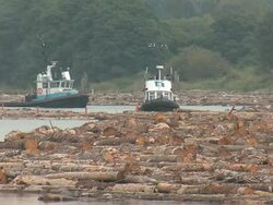 Tugboats and Log Booms Stock Footage