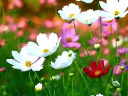 Cosmos flower Stock Footage