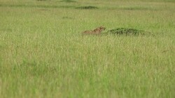Lioness Hunting / Preying at wild Stock Footage