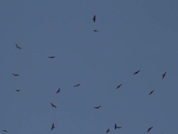 Birds of prey migrating over Israel in autumn Stock Footage