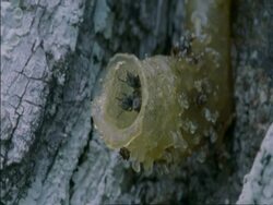 Bees nest on the side of a tree, Botswana, Africa Stock Footage