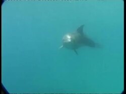 MS Dolphin swimming underwater, Israel Stock Footage