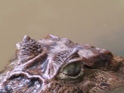 Amazing eyes Stock Footage