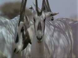 CU Arabian Oryx, Oryx leucoryx, head portrait, looking to camera, Jiddat al Harasis desert, Oman Stock Footage