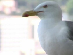 ATMOSPHERE Seagull at the Monaco General Views at Monaco . (Footage by WireImage Video/Getty Images Entertainment Video) Stock Footage