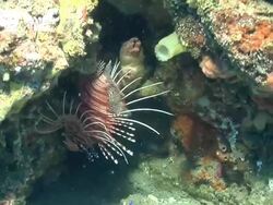 MS Shot of Broad barred fire fish hiding or drifting in crevice covering with coral and sponges / Matola, Maputo, Mozambique Stock Footage