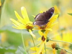Butterfly and sunchoke flower Stock Footage