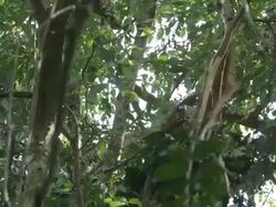 MS Orang utan making nest in tree / Bukit Lawang, North Sumatra, Indonesia Stock Footage
