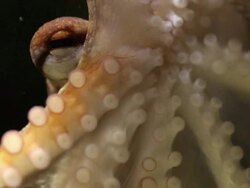 Octopus in the Dark Stock Footage