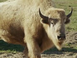 Large American Bison or buffalo looks at camera; young white buffalo walks in front. Stock Footage
