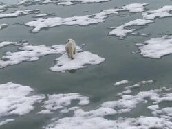 WS View of Polar Bear walking on ice / Svalbard, Spitsbergen, Norway Stock Footage