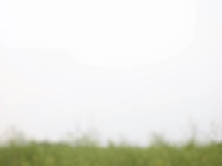 beautiful Asian girl at wild fields Stock Footage