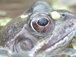 Common frog (Rana temporaria) side view, UK Stock Footage