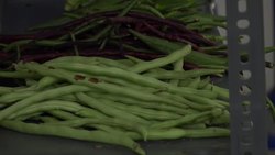 Vegetables grown among solar panels at airport News Clip