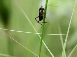 SERIES: Little black grasshopper Stock Footage
