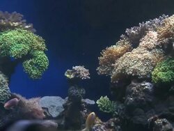 MS ZO Group of tropical fish swimming in aquarium with coral reef at Marine center / Eilat, Arava, Negev Desert, Israel  Stock Footage