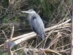 Great Blue Heron Stock Footage