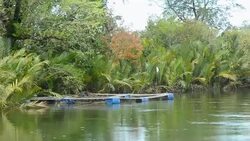 betel palm at the bank Stock Footage
