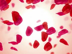 Flying Rose Petals (Loopable) Stock Footage