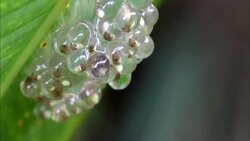 A cluster of frog eggs cling to a leaf. Stock Footage
