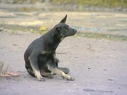 Stray dog. Stock Footage