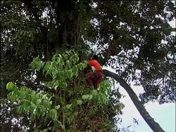 Orangutans threatened with extinction News Clip