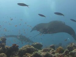 Manta Ray Stock Footage