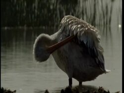 CU Pelican preening, Gujarat, India Stock Footage