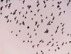 MS TS Flock of starlings displaying murmuration against sunset sky / Judea, Israel Stock Footage