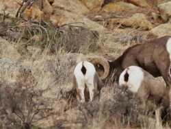 MS Shot of one large bighorn ram guarding herd of ewes / Estes Park, Colorado, United States Stock Footage