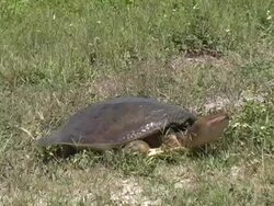 Turtle Covering Up Eggs Stock Footage