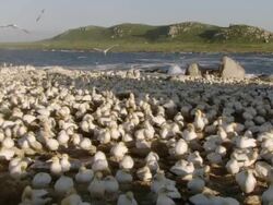 WS View of Multitudes of nesting Cape gannets gathered on island preening and flapping wings / Namaqualand, Northern Cape, South Africa Stock Footage