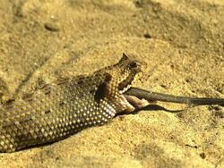 Medium Shot High Angle Slow Motion - Snake eating a mouse, only hidquarters and tail left / Costa Rica Stock Footage