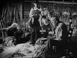 1942: US TOBACCO FARM: NIGHT: Senior male stoking fire outside curing barn. Interior curing barn w/ workers taking cured tobacco leaves off strands, sorting, bundling leaves into batches. WWII, Home Front, migrant workers, farm family, cigarettes. Instructional Video