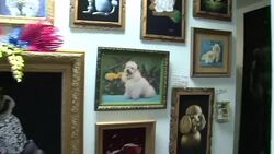 CLEAN : Couple turns passion for plush into velvet art musuem News Clip