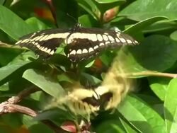 Mating Thoas Swallowtail Stock Footage