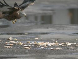 Red Kite (Milvus milvus) flies down to scavenge food, close up. Kites from Spain were releasRed in the Chilterns by the RSPB and English Nature between 1989 and 1994. Their reintroduction has been very successful; they startRed breReding in 1992 and there Stock Footage