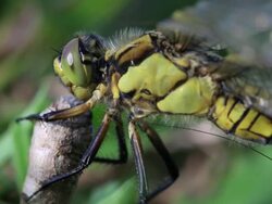 Dragonfly Stock Footage