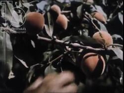 Fruit pickers in the Fergana Valley. Uzbekistan, 1970 Stock Footage