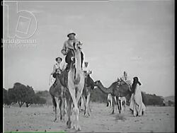 Camel caravan with Tuareg people and European tourists in the Sahara Desert, 1957 Stock Footage