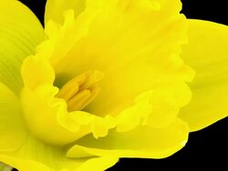 Yellow Narcissus; TIME LAPSE Stock Footage