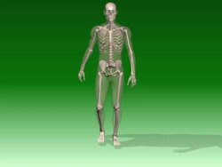 Human skeleton walking Stock Footage
