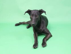 Black Dog Stock Footage