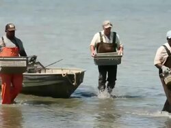 WS TD Group of Watermen Carrying Bins of Clams Ashore / Oyster, Virginia, USA Stock Footage