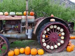 Farmer's Market Halloween Thanksgiving Stock Footage