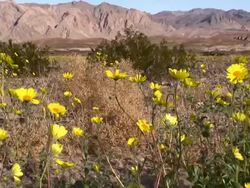 Death Valley Spring Stock Footage